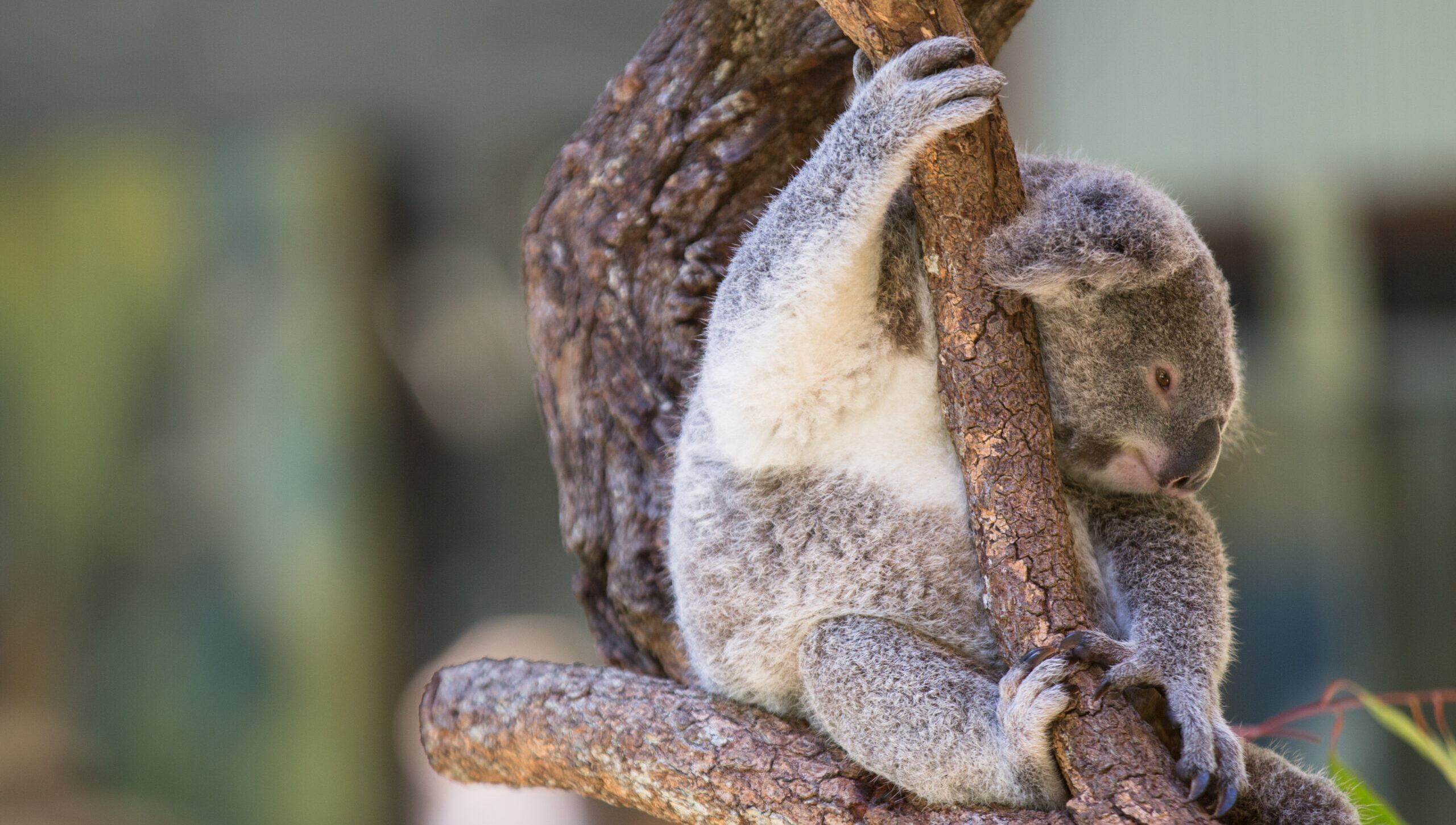 CEL Cairns Koala 1 scaled e1761421592278