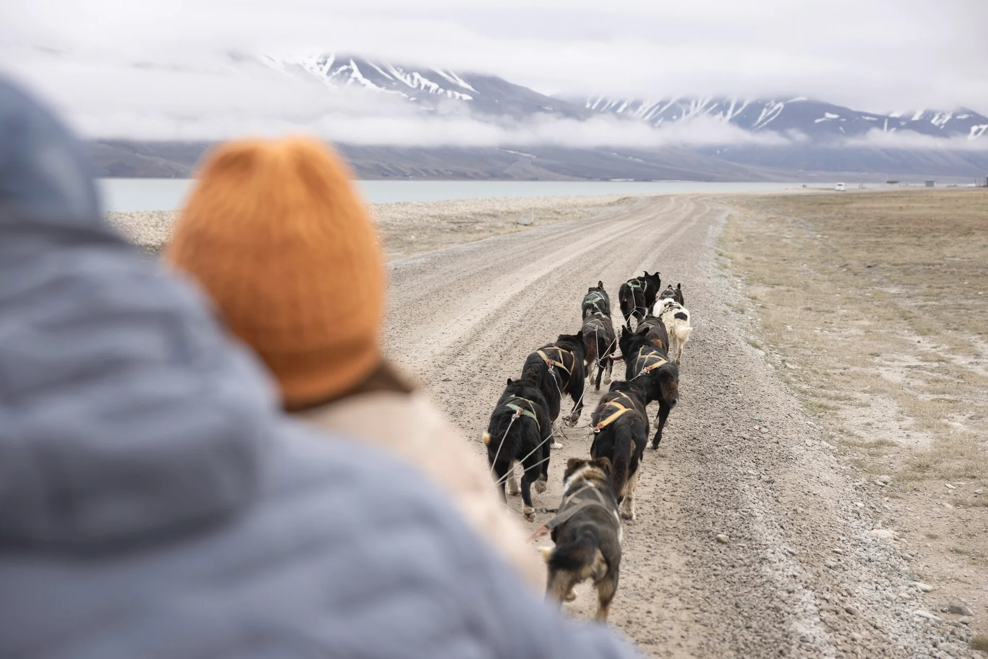 Svalbard Dog Sledding HGR 163417 Espen Mills